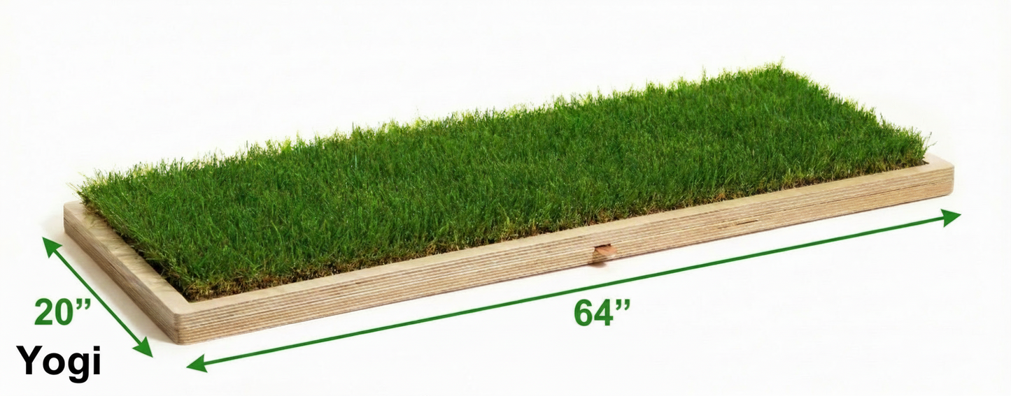 Rootful Grounding Membership