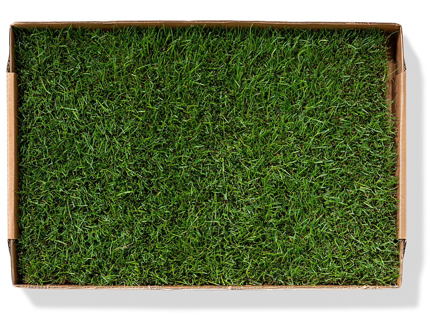 Grass Patch Replacement