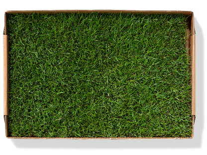 Rootful Grounding Membership