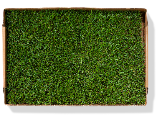 Grass Patch Replacement